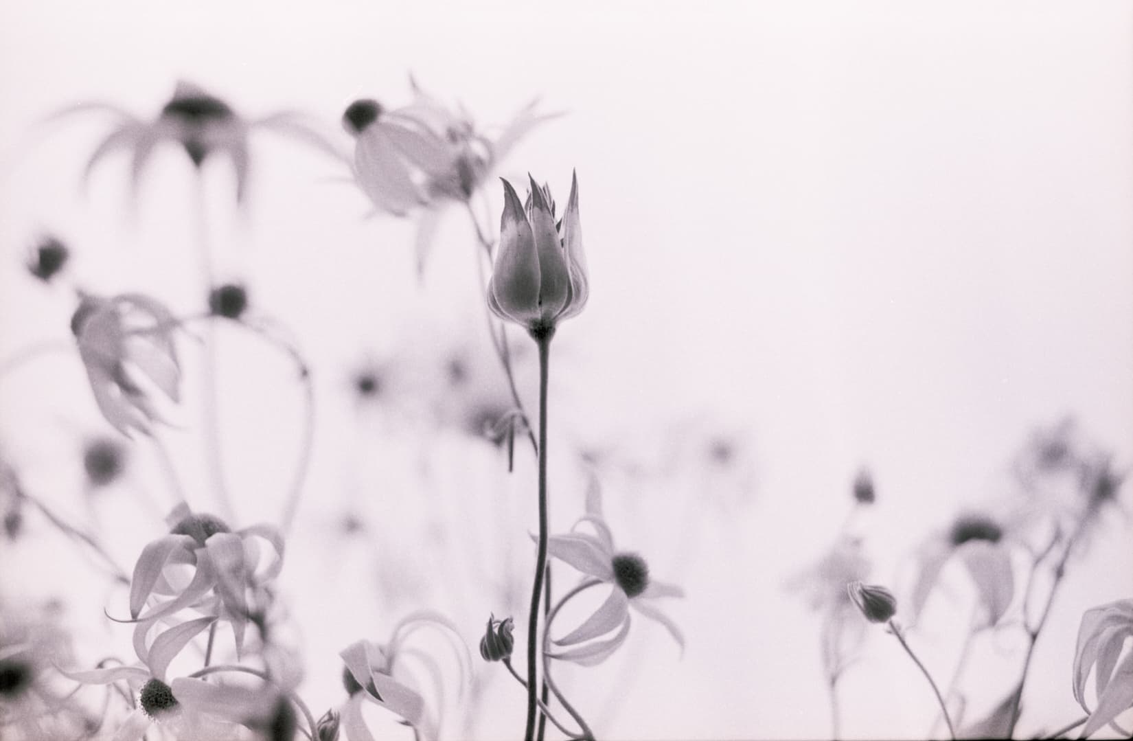 Flannel Flowers #1