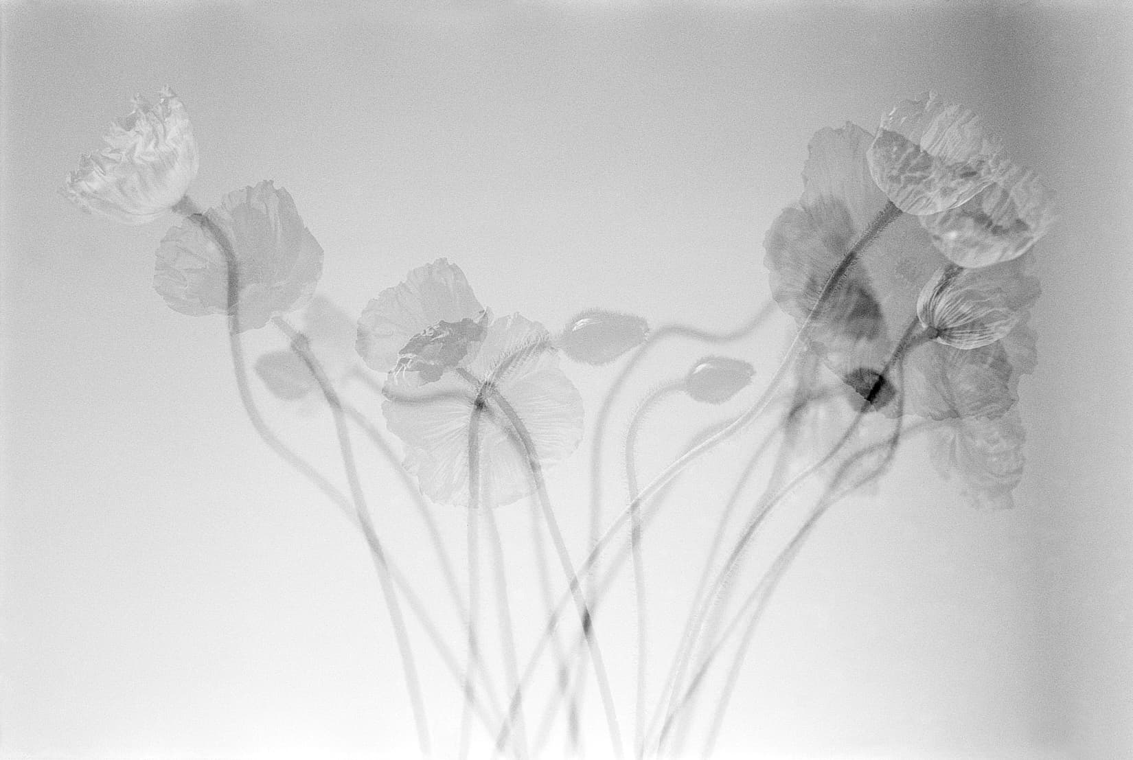 Flower Study #3
