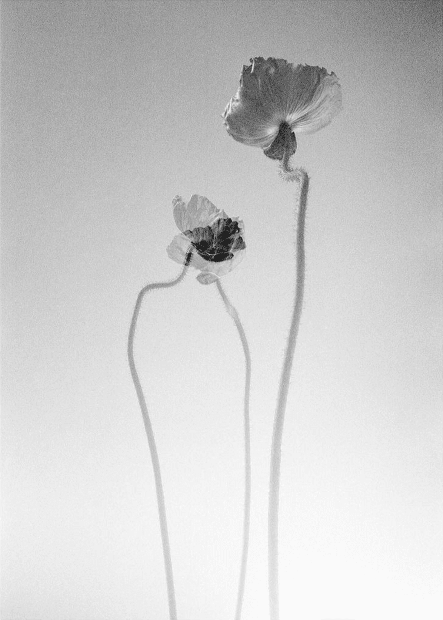 Flower study #1