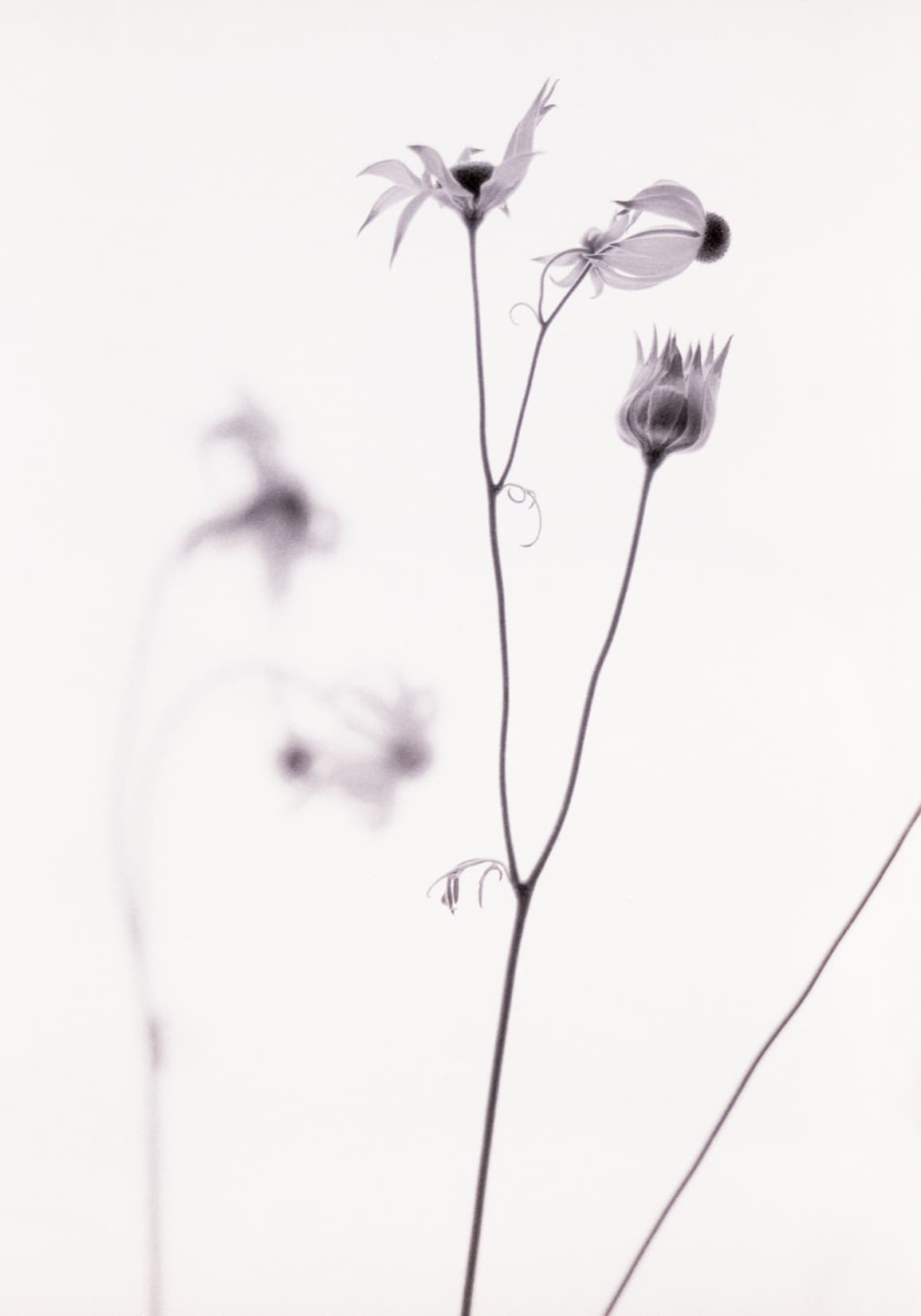 Flannel Flowers #2