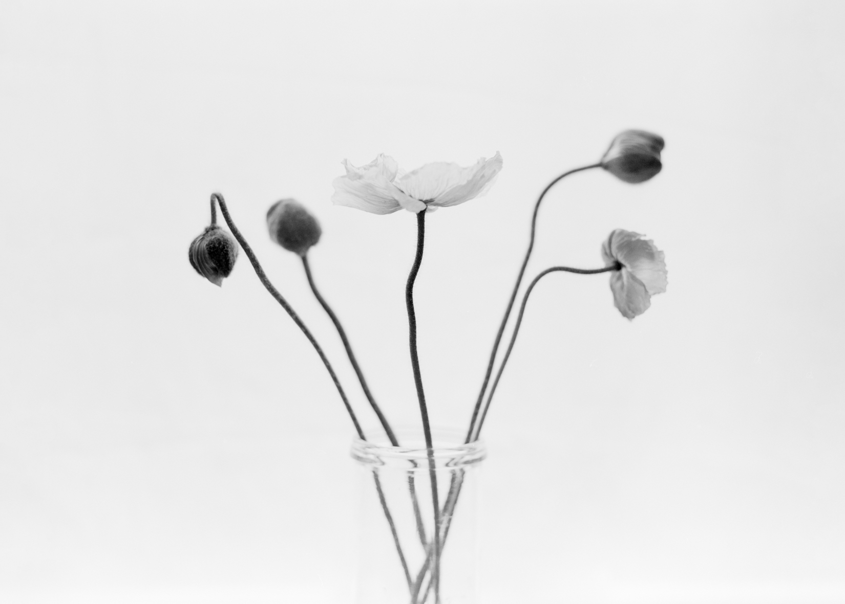 Flower Study #5