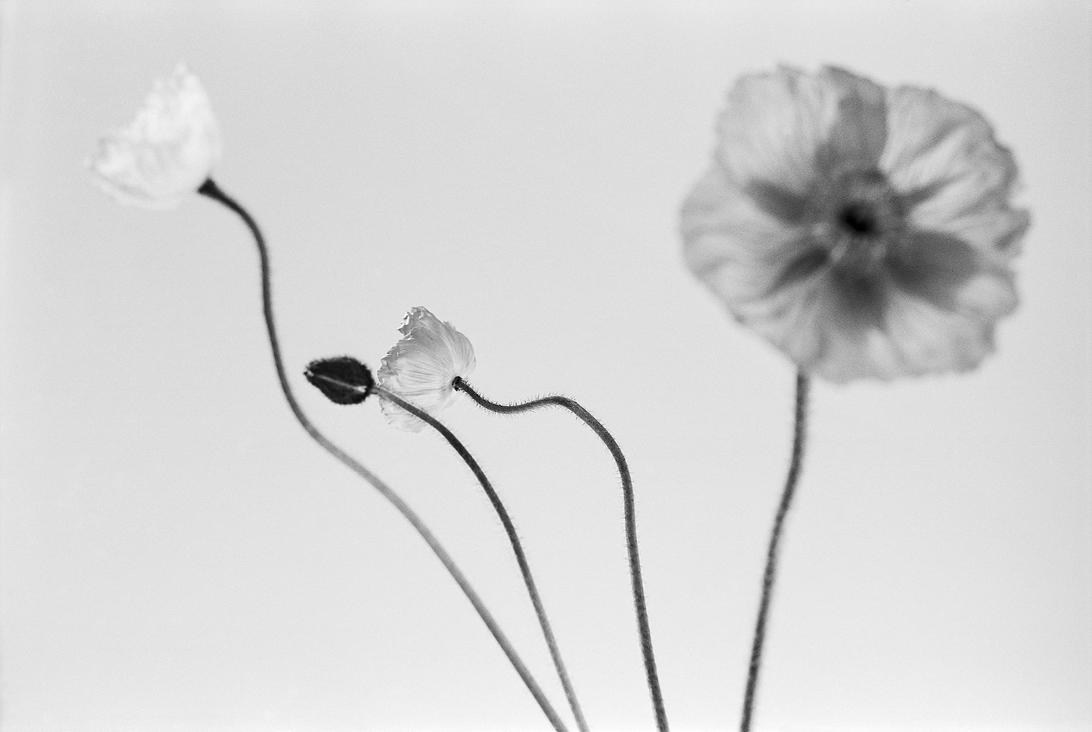 Flower Study #4