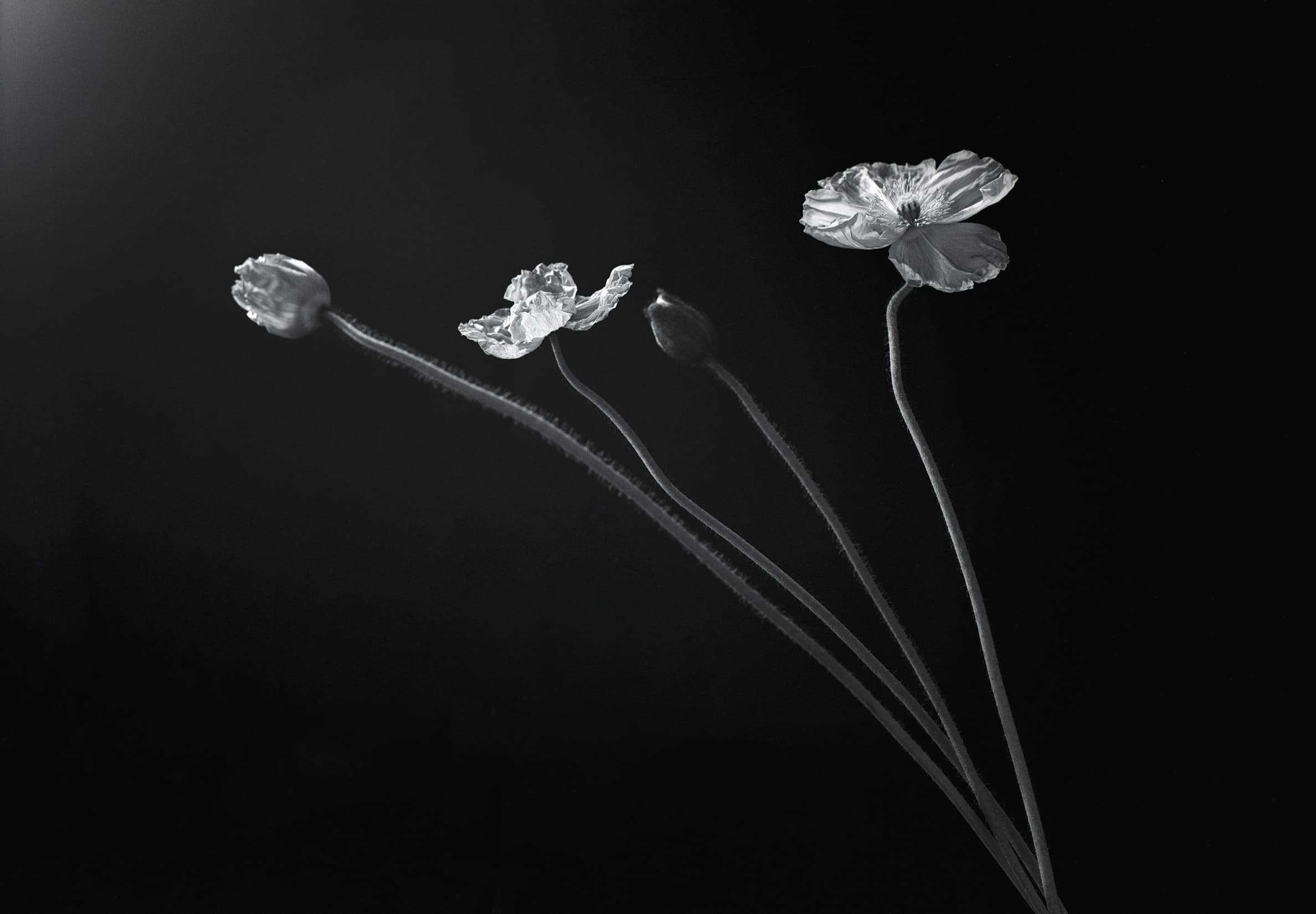 Flower Study #2
